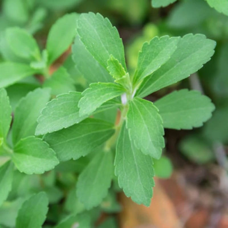Image of Stevia Rebaudiana (Natural Sweetener) Candyleaf Tender Perennial Healthy Sugar Substitute 1 Packet X 15 Seeds By Thompson & Morgan