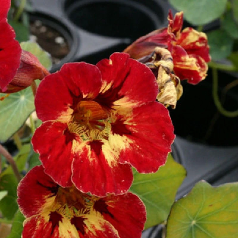 Image of Thompson & Morgan Nasturtium Majus Crime Scene Seeds - Bold Red/gold Flowers Easy Grow Edible Bee Friendly Annual