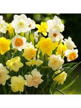 Image of Tall Mixed Daffodils - Pack Of 50 Bulbs