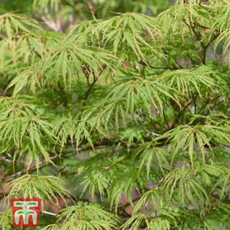 Image of Thompson & Morgan Acer Palmatum Emerald Lace 9Cm Pot X 1