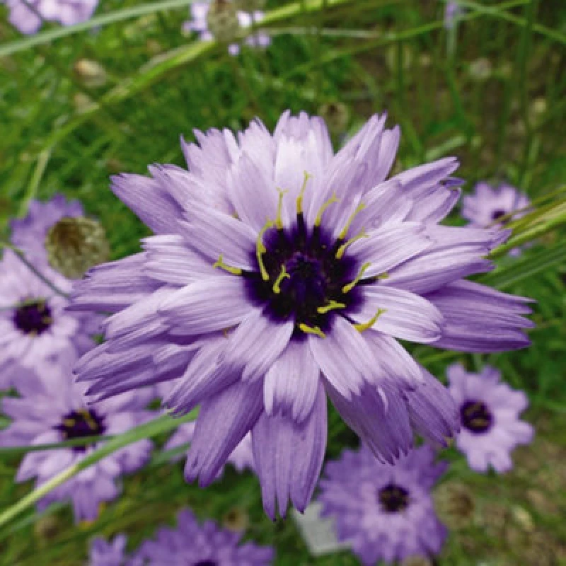 Image of Thompson & Morgan Catananche Caerulea Amor Blue 1 Seed Packet
