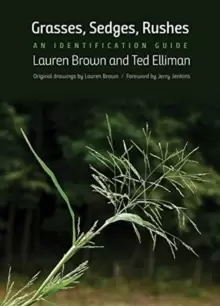 Image of Grasses, Sedges, Rushes : An Identification Guide