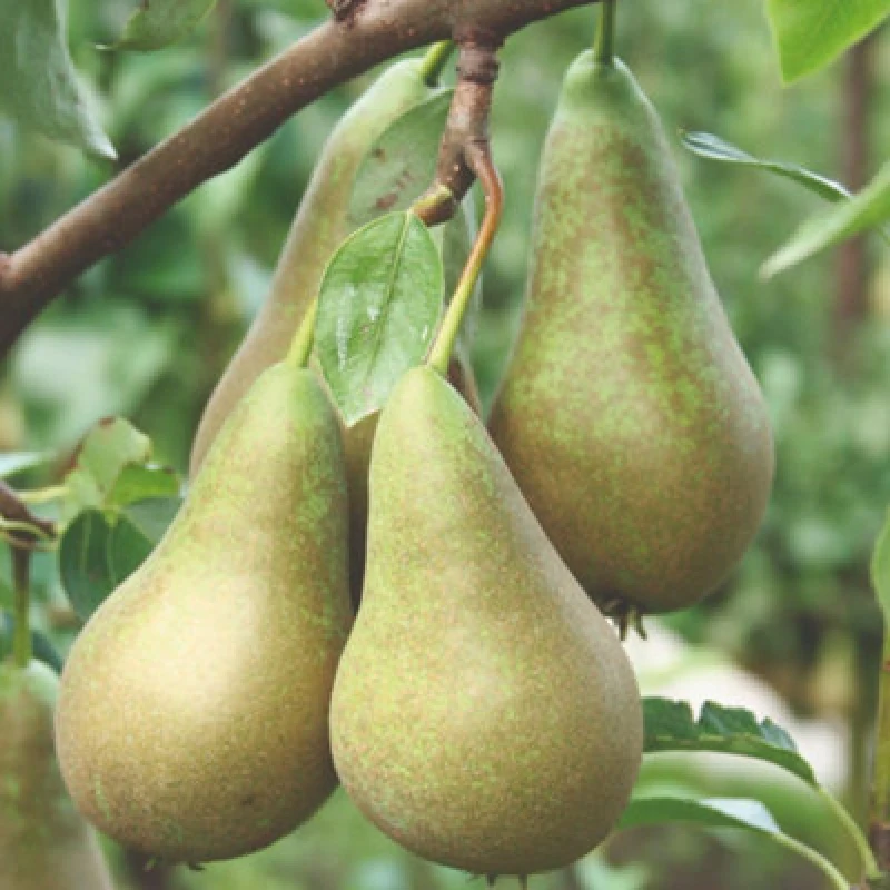 Image of Thompson & Morgan Pear (Pyrus) Conference 12 Litre Potted Plant X 2