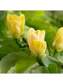 Image of Magnolia Brook.'Yellow Bird' 3L