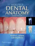 Image of woelfels dental anatomy