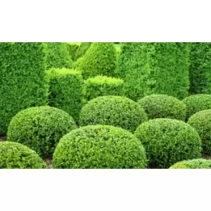 Image of Thompson & Morgan Thompson and Morgan Box Hedging 9cm pot - 25 plants