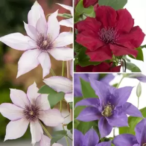 Image of Yougarden Boulevard Patio Clematis Collection