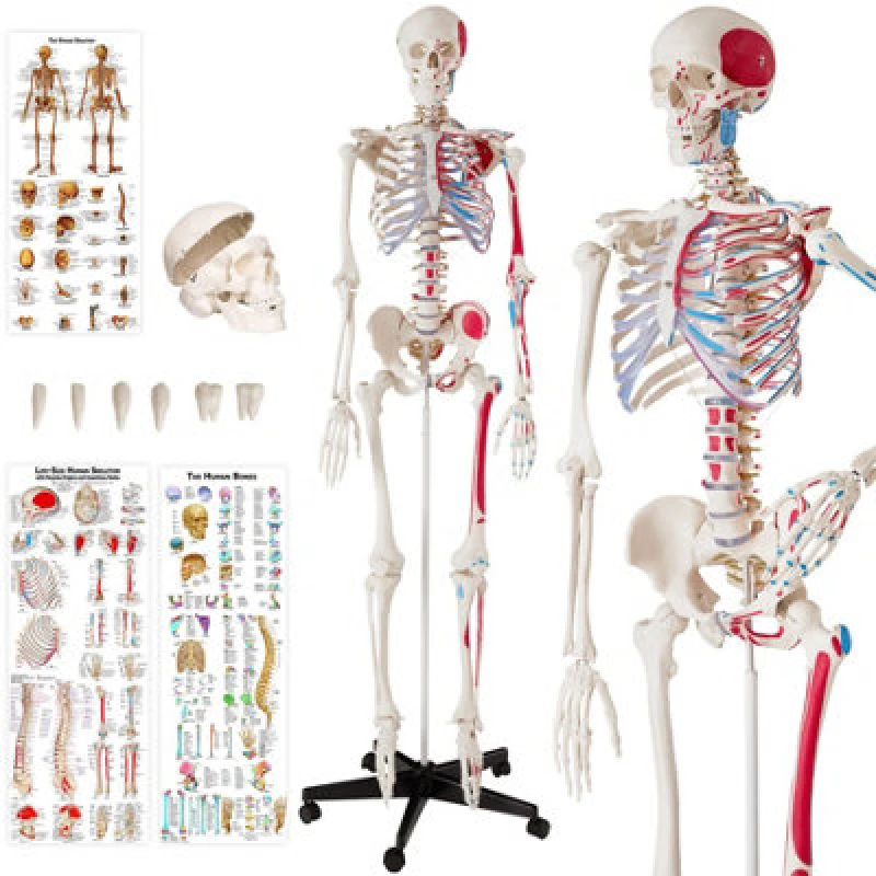 Image of Tectake Anatomic Skeleton In Life Size With Mobile Joints, Wheeled Stand And 3 Anatomy Posters 400963 - White