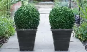 Image of Buxus Sempervivum Ball Plants: One Plant/Without Biscotti Pot