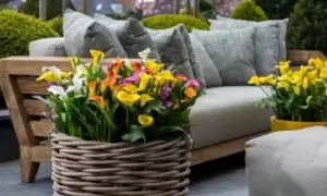 Image of Calla Lily Spectrum Mixed Bulbs: 10