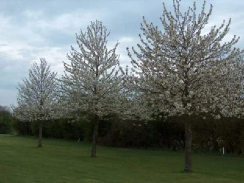 Image of Inspirational Gifting 2-3ft Wild Cherry (Prunus Avium) Bare Root Hedging Plants Tree Whips Sapling - Pack Of 10
