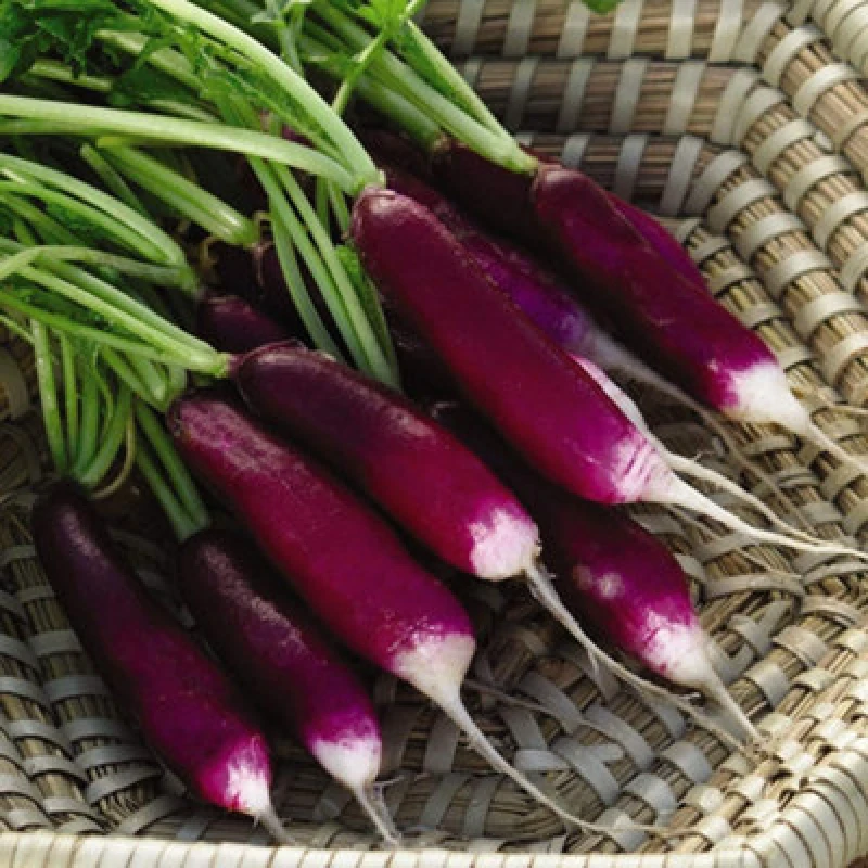 Image of Thompson & Morgan Radish Felicia 1 Seed Packet (400 Seeds)