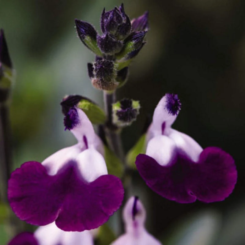 Image of Thompson & Morgan Salvia Amethyst Lips 9Cm Potted Plant X 1