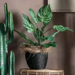 Image of Crossland Grove Calathea W/15 Leaves 550X550X630Mm