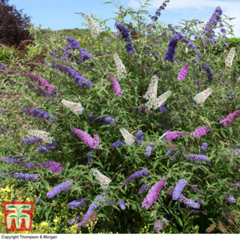 Image of Thompson & Morgan Buddleja Tricolour Butterfly Bush - 2 Litre Potted Plant X 1 - Ideal For Wildlife Gardens - Hardy Shrub