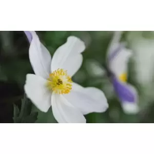 Image of Thompson & Morgan Thompson and Morgan Anemone 'Wild Swan' 7cm Pot x 2