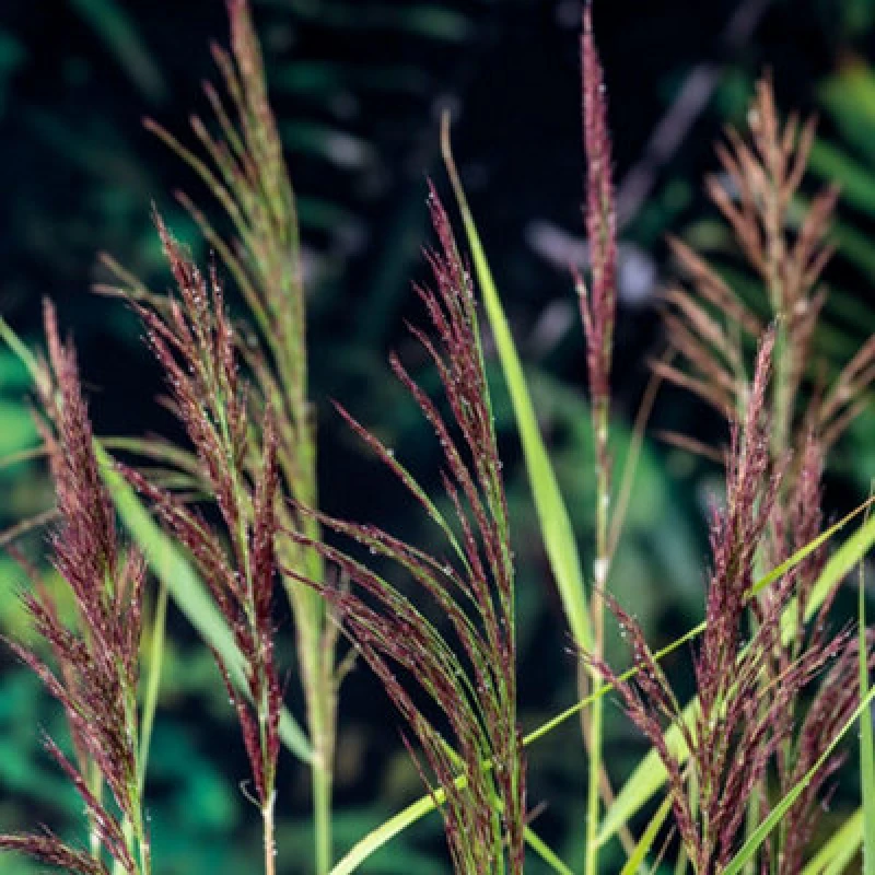 Image of Thompson & Morgan Phragmites Australis 9Cm Potted Plant X 1