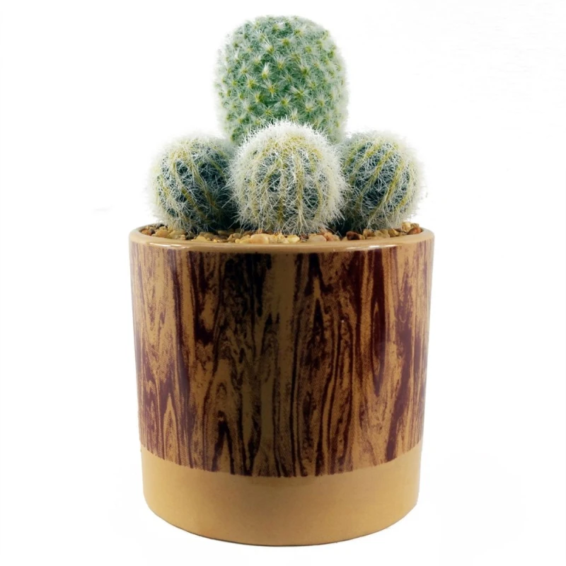 Image of Leaf 20cm Artificial Cactus Arrangement in Ceramic Planter Green unisex