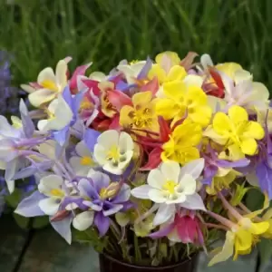 Image of Thompson & Morgan Aquilegia caerulea 'Mrs Scott-Elliott' - 9cm pot x 1