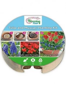 Image of Plant O Mat Tray of 19 Tulip and Muscari Bulbs
