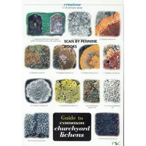Image of Guide to Common Churchyard Lichens 2004 Other printed item
