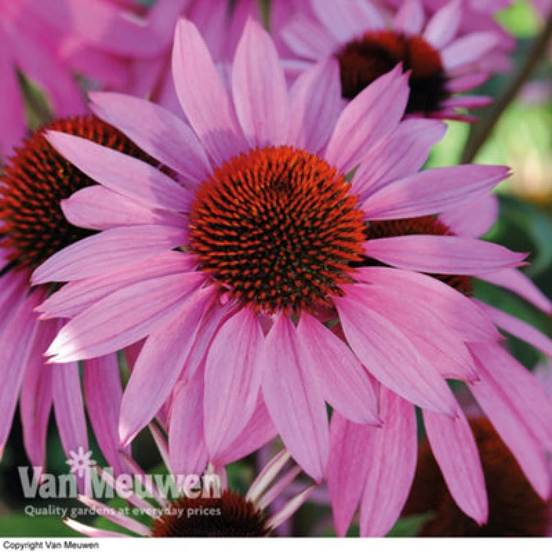 Image of Thompson & Morgan Echinacea Cone Flower Nectar Pink 6 Plug Plants