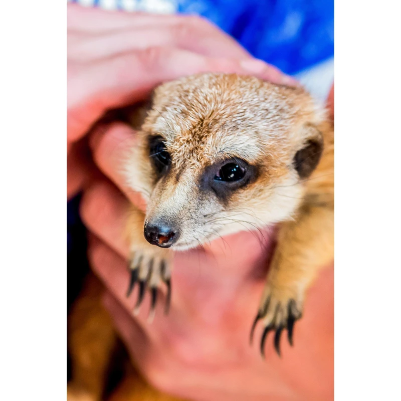 Image of Activity Superstore Animal Encounters - None None One Size