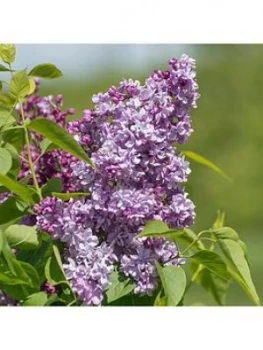 Image of French Lilac Syringa vulgaris 'Paul Deschanel' 5L