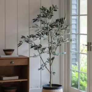 Image of Crossland Grove Olive Tree Large 600X600X1820Mm