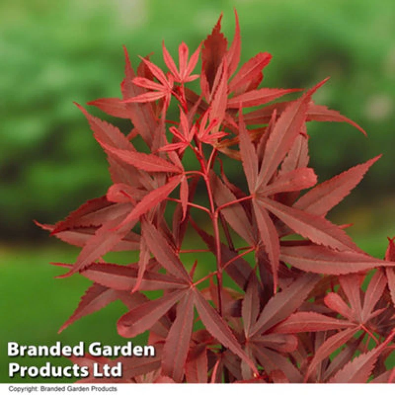 Image of Thompson & Morgan Acer Palmatum Shaina 60Cm 3 Litre Potted Plant X 1