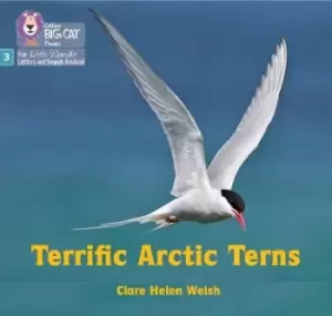 Image of Terrific Arctic Terns by Clare Helen Welsh