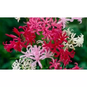Image of Thompson & Morgan Thompson and Morgan Nerine bowdenii Collection - 20 bulbs