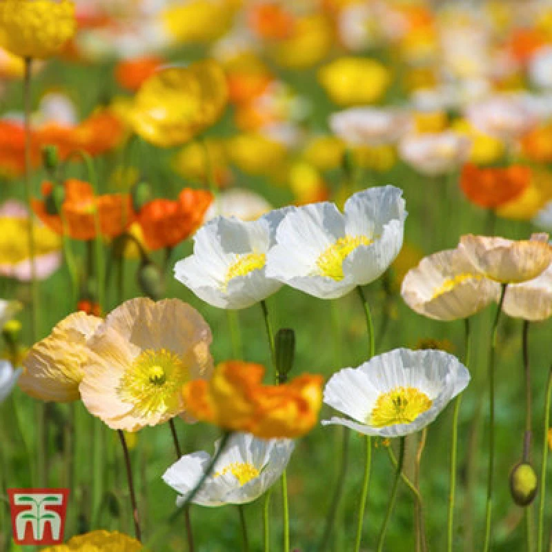 Image of Thompson & Morgan Poppy Iceland Mixed 1 Packet (1900 Seeds)