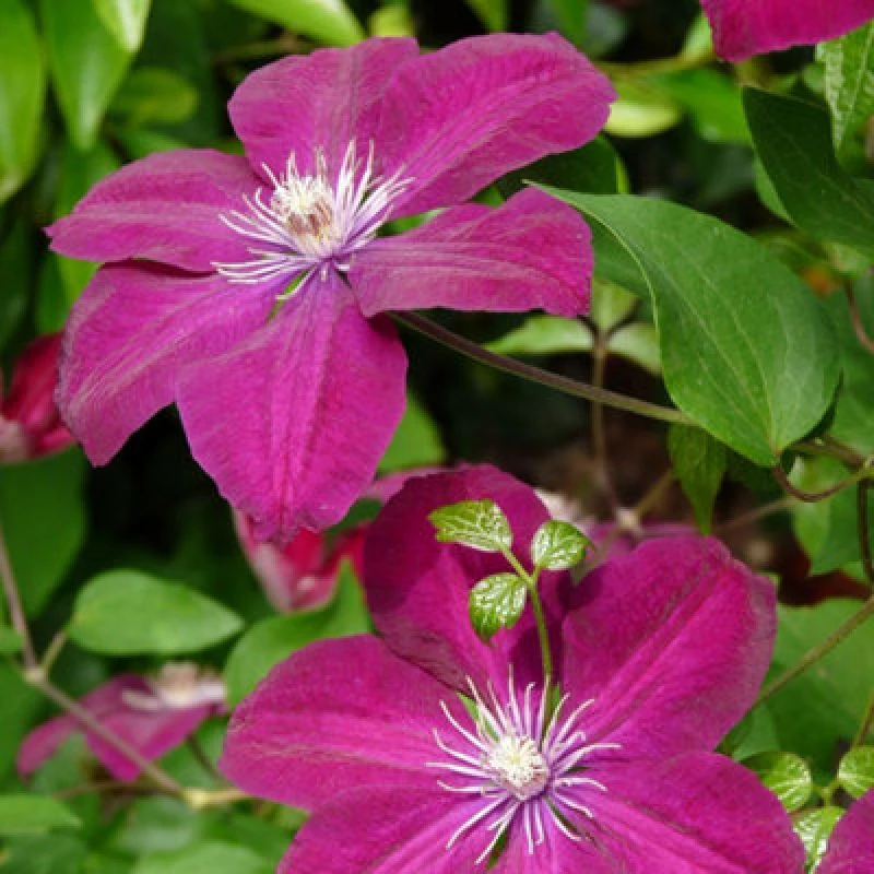 Image of Thompson & Morgan Clematis Rouge Cardinal - Large Crimson Red Climbing Flowers Velvety Blooms July-Sept Vigorous Climber - 7Cm Pot X1