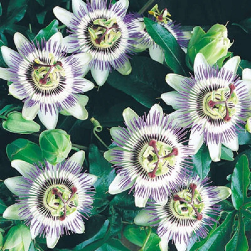 Image of Thompson & Morgan Passion Flower - Passiflora Caerulea - 9Cm Pot X 1