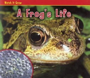 Image of A Frogs Life by Nancy Dickmann Paperback
