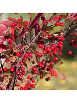 Image of Aronia Arbutifolia 'Brillant' 3L