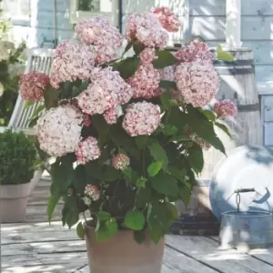 Image of Thompson & Morgan Hydrangea arb Candybelle Bubblegum 9cm Pot x 1