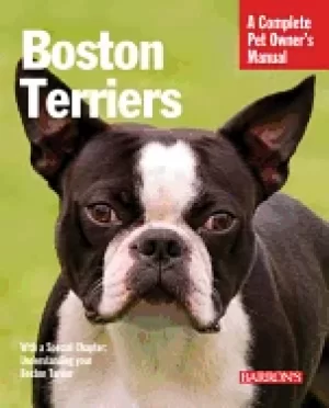 Image of boston terriers