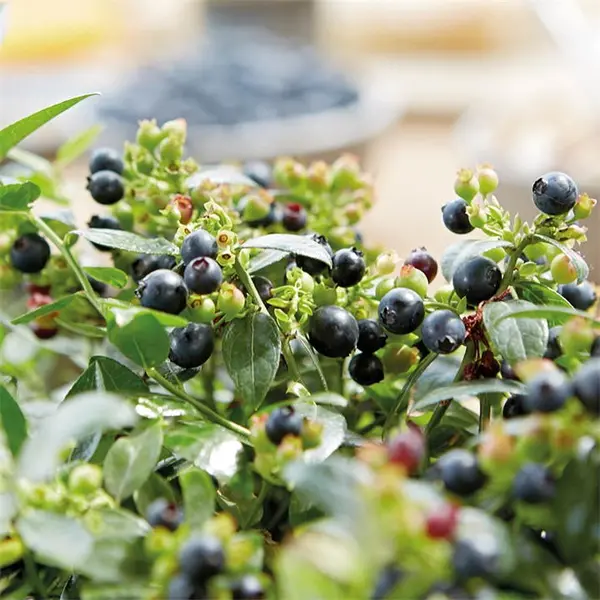 image of YouGarden Vaccinium (Blueberry) Berrybux (3 x 10.5cm) 3 x 10.5cm Multi 40557199000