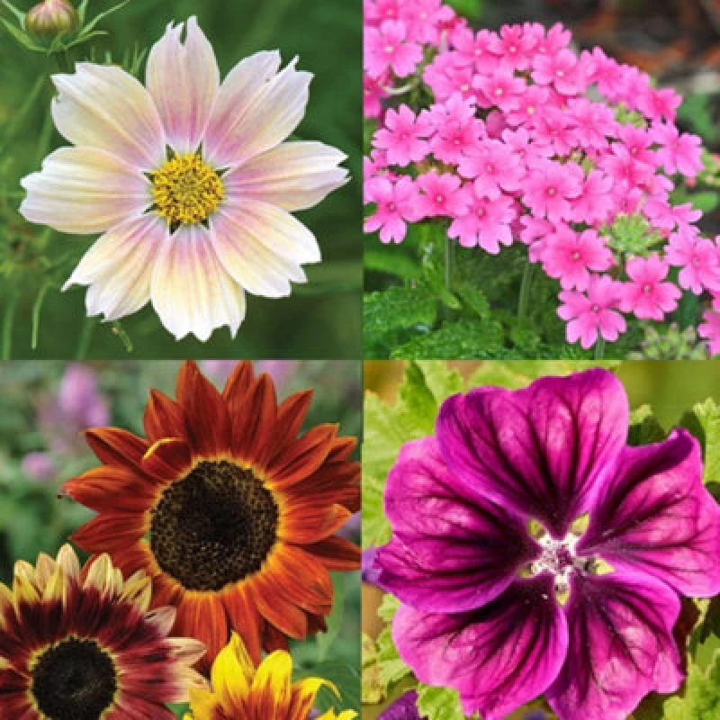 Image of Thompson & Morgan 75 Mixed Flower Seed Packs - Lucky Dip Selection - Grow Your Own Flowers