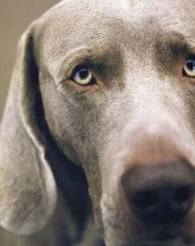 Image of William Wegman Polaroids. by William Wegman Paperback