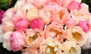 Image of Peony Coral Sunset Plant: One