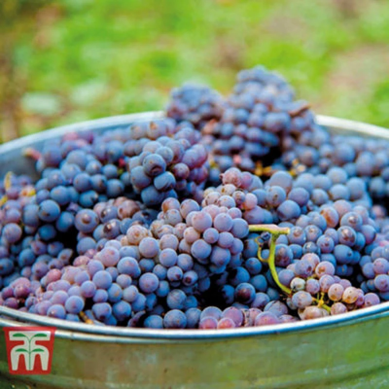 Image of Thompson & Morgan Grape (Vitis) Cabernet Sauvignon 3 Litre Potted Plant X 1