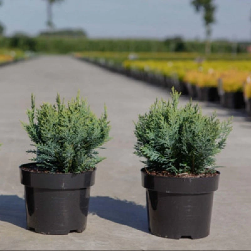 Image of Thompson & Morgan Chamaecyparis Lawsoniana White Spotted Plant 9Cm Potted Plant X 1