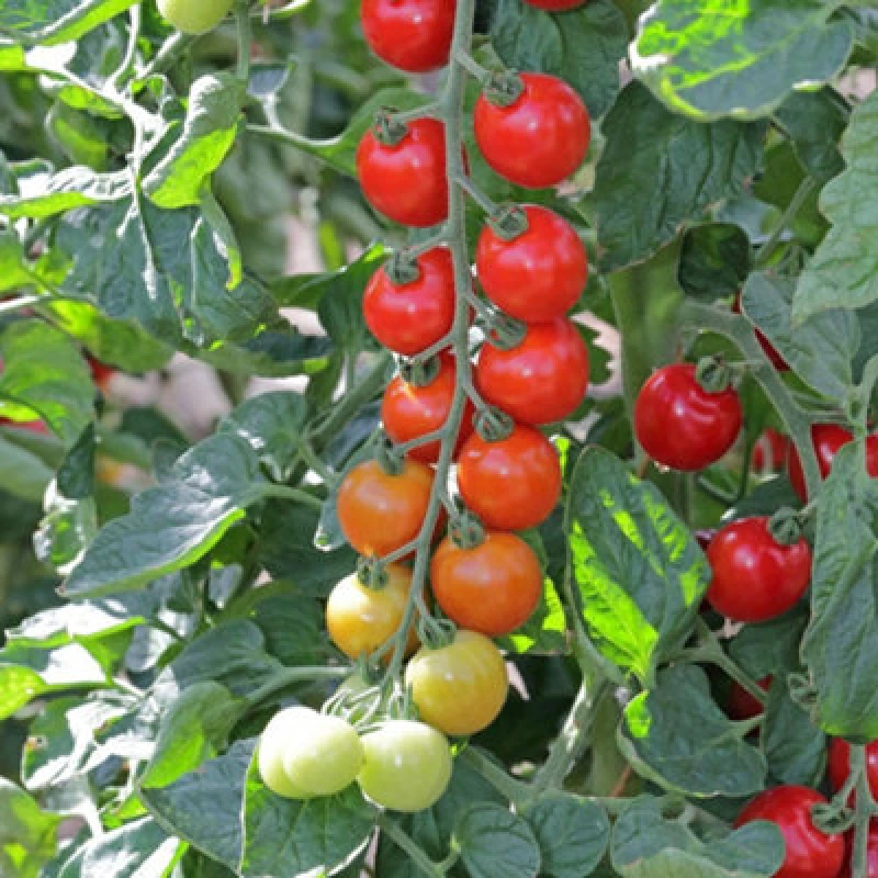 Image of Tomato Toddler F1 Sweet Cocktail Cordon Disease Resistant 1 Packet X 8 Seeds By Thompson & Morgan