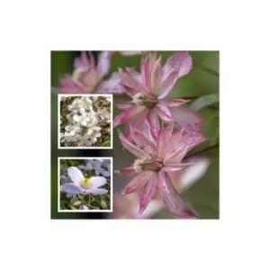 Image of Set of 3 Montana Clematis 9cm