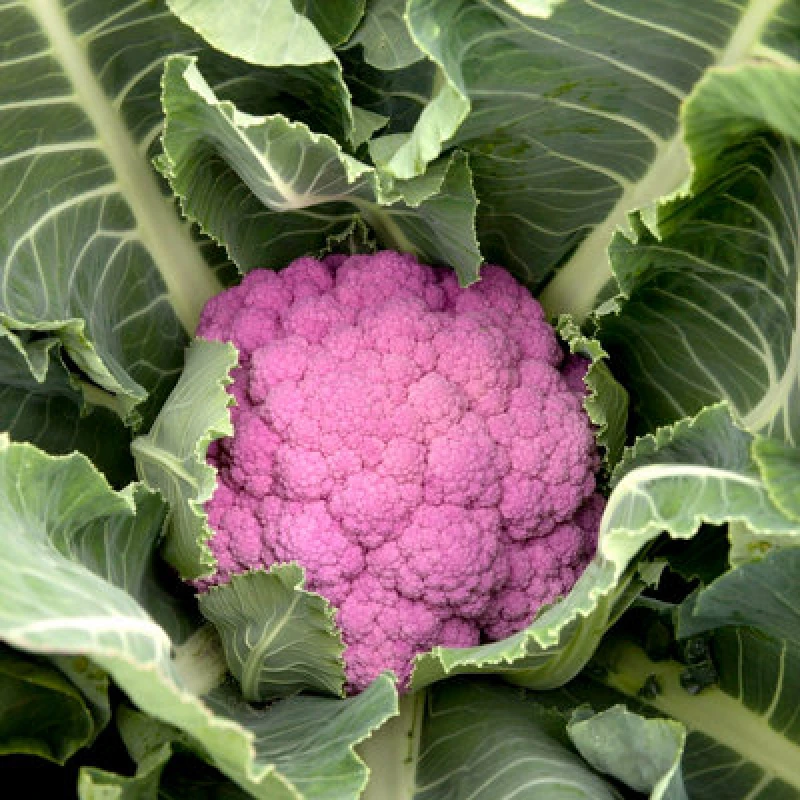 Image of Thompson & Morgan Depurple F1 Cauliflower Seeds Vibrant Lavender-Blue Autumn Harvest Easy Garden Vegetable 12 Seeds