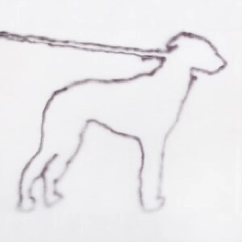 Image of Jonah Yano - Portrait of a Dog [CD / Album] Music CDs - Music CD