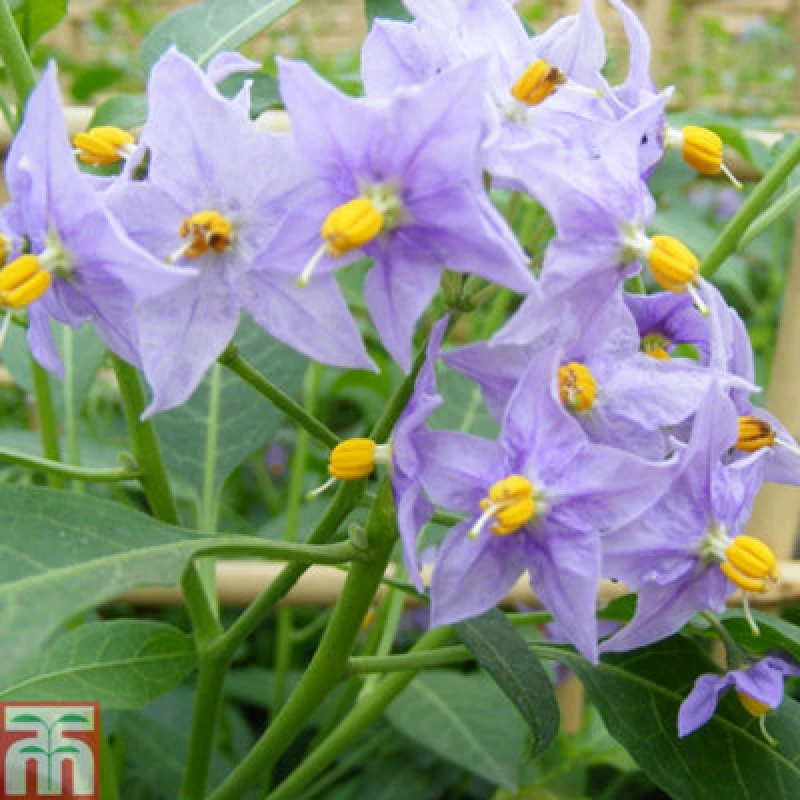 Image of Thompson & Morgan Solanum Crispum Glasnevin 3 Litre Potted Plant X 1